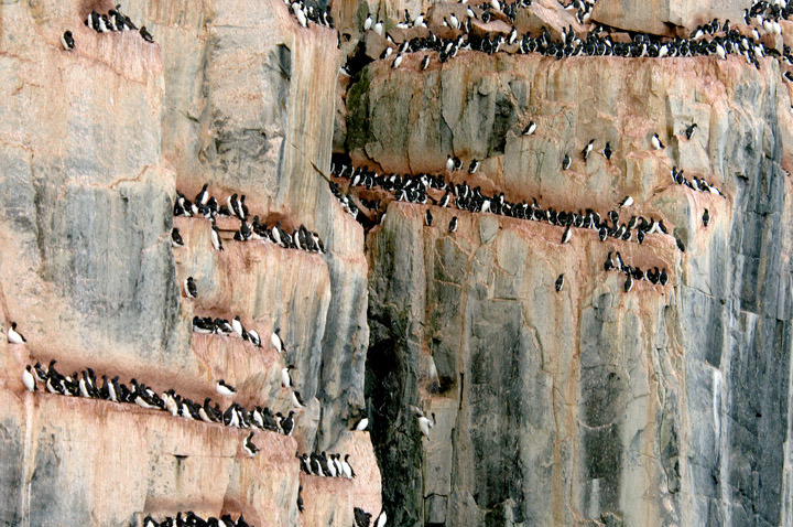 Birds on a cliff High Arctic