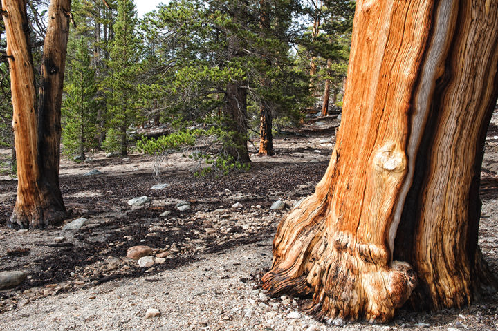 Photograph of Bristlecone Pines