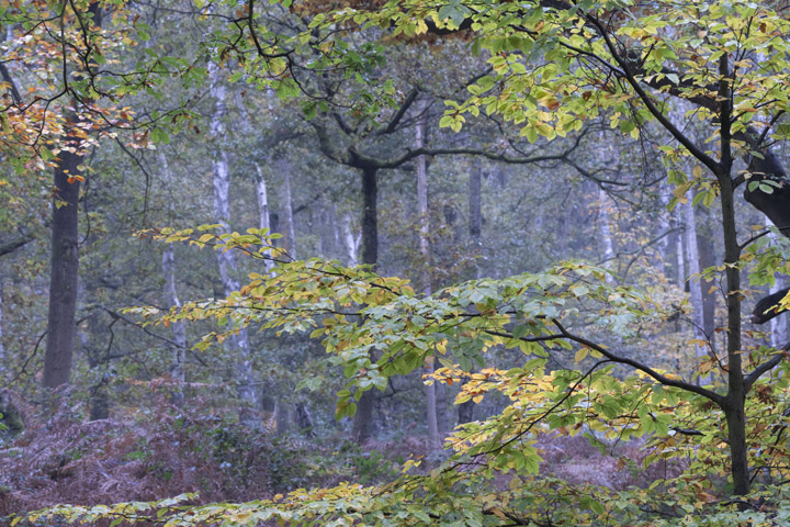 Photograph of English Woodland 3