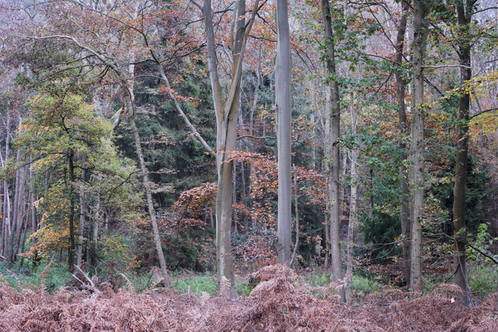 Photograph of English Woodland 7