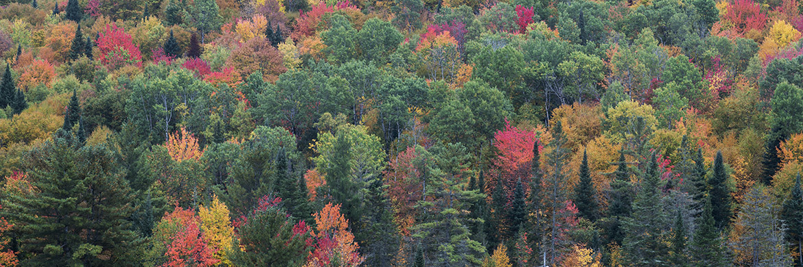 Photograph of Fall Colours Panorama