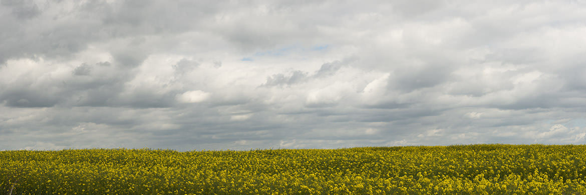 Photograph of Fields of Gold 2