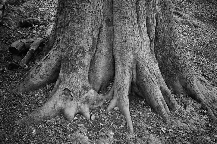 Photograph of Giant Oak
