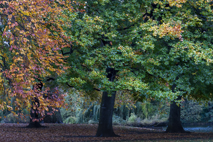 Photograph of Green Park Autumn 1