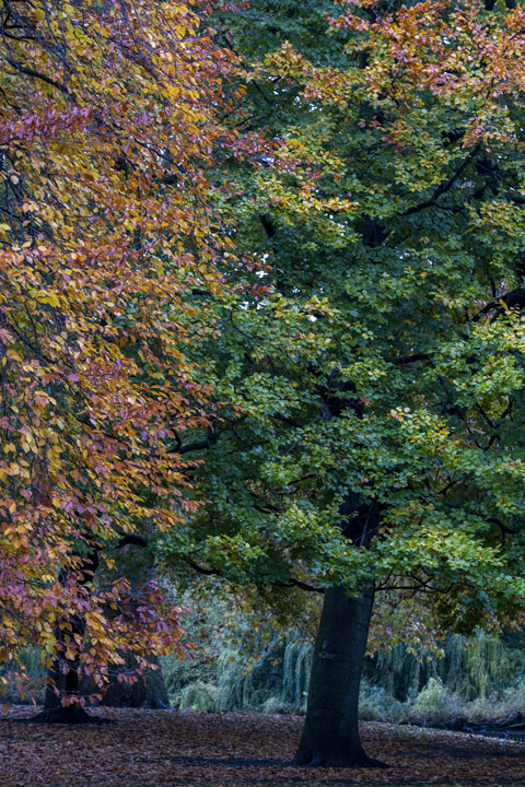 Photograph of Green Park Autumn 2