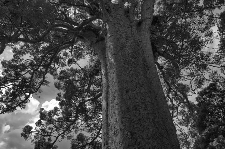 Black and white picture of square Kauri tree in New Zealand.