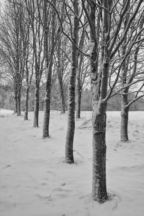 Photograph of Line of Trees 2