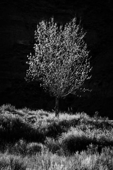 Photograph of Lone Tree