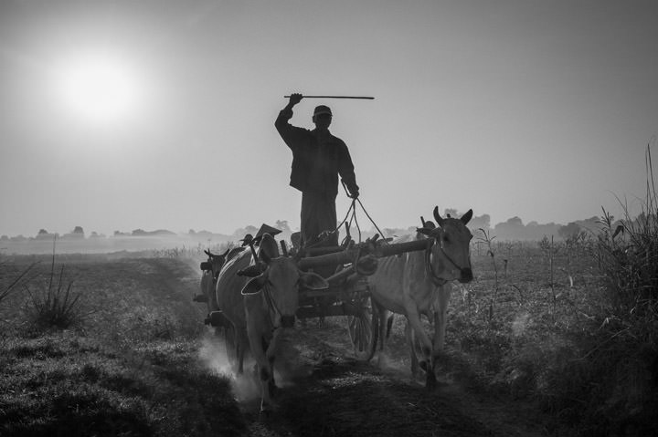 Photograph of Myanmar Farmer
