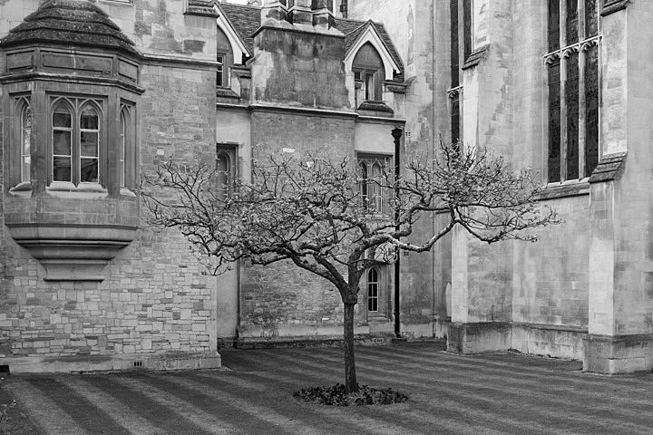 Newtons Apple Tree 1  in Cambridge, England in black and white