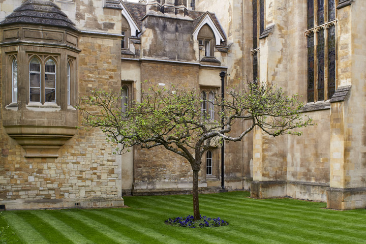 Newtons Apple Tree Cambridge England