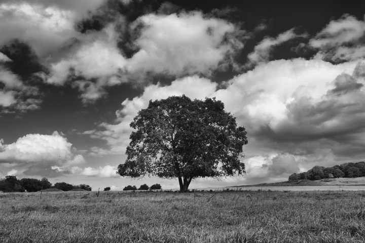 Oak Tree England