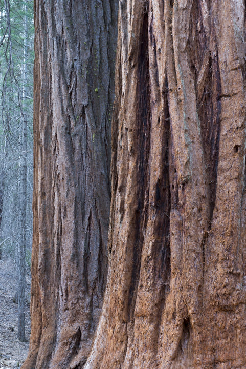 Photograph of Redwoods 2