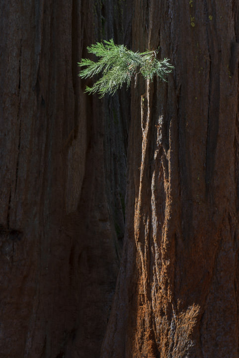 Photograph of Redwoods 9
