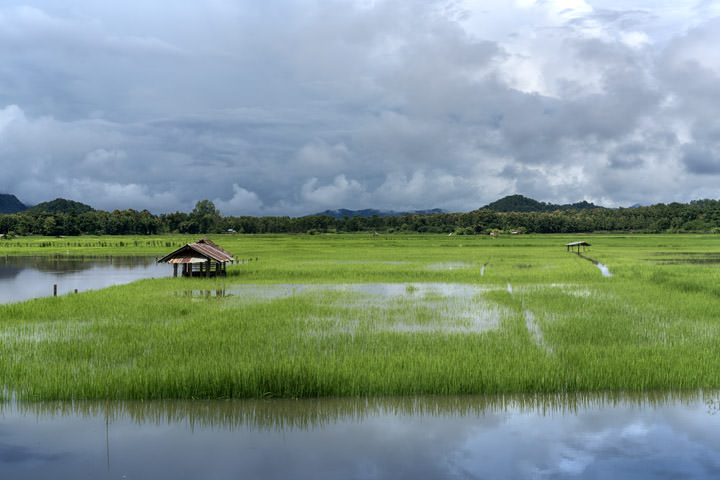Photograph of Rice Fields 2