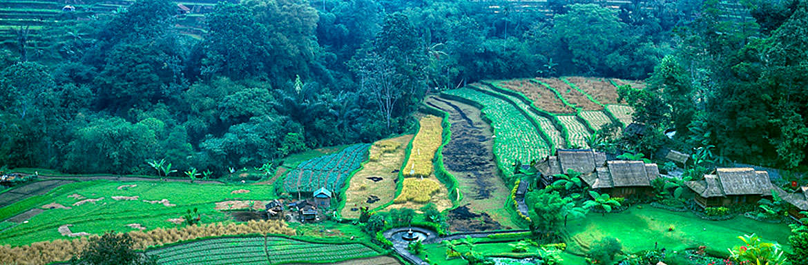 Photograph of Rice Fields