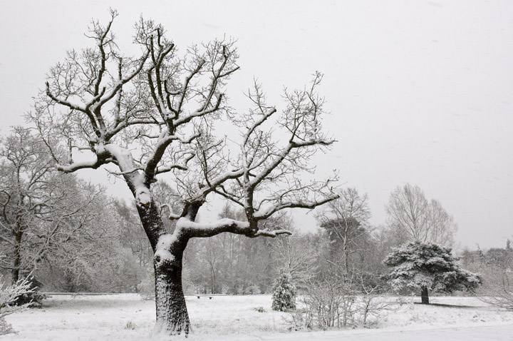 Snowy Branches Hertfordshire - England