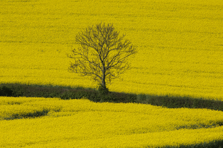 Photograph of Tree in Gold