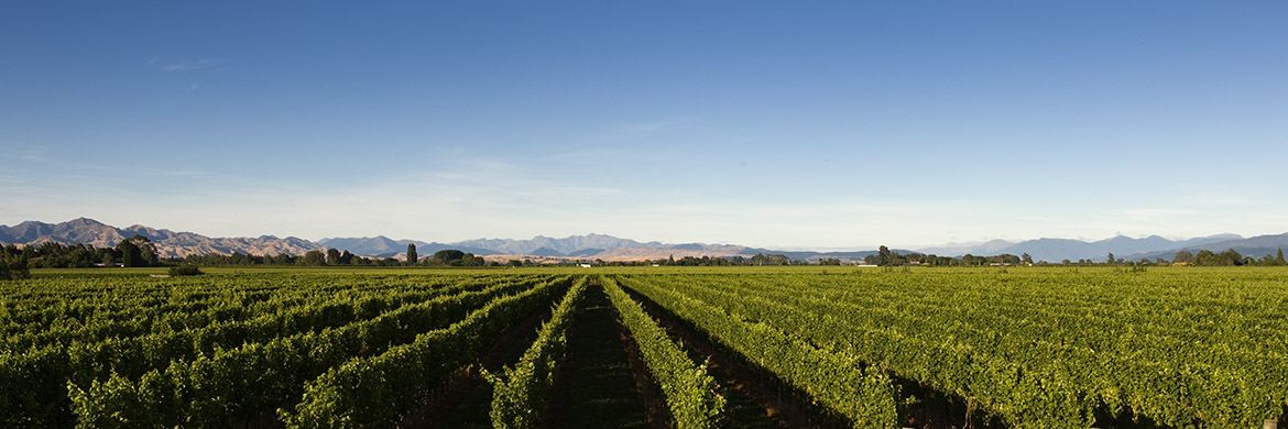 Photograph of Vineyards
