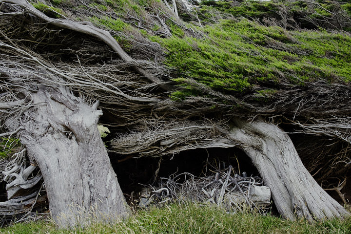 Photograph of Windshorn Trees