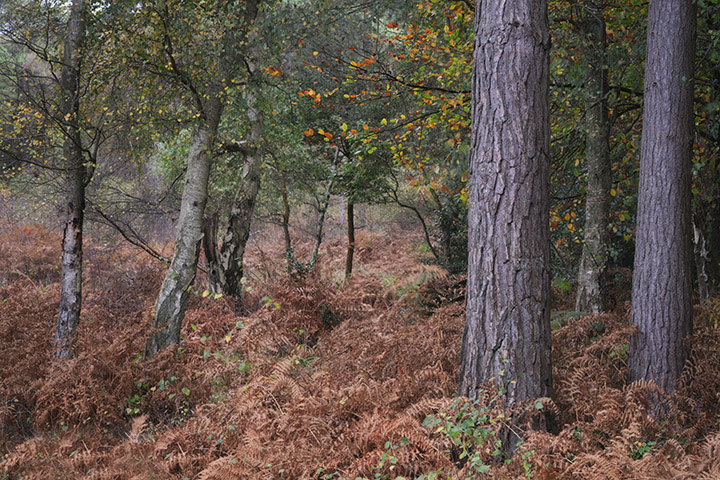 English woodland scene in autumn