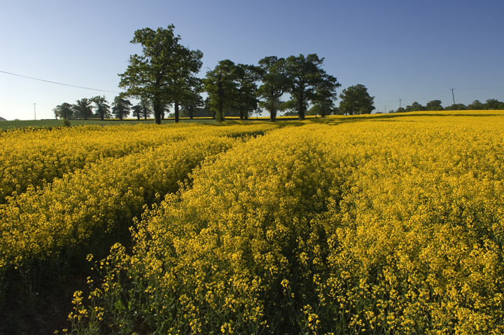 Photograph of Yellow Fields 2